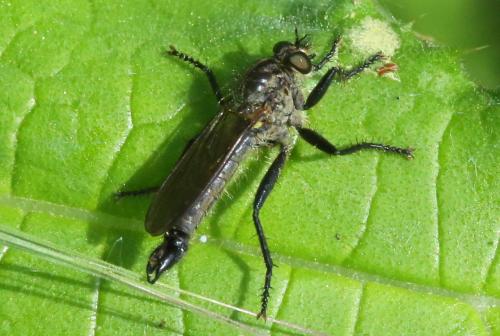 Didysmachus picipes